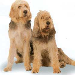 Otterhound - Wild and Pet 