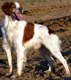 Epagneul Breton - Wild and Pet