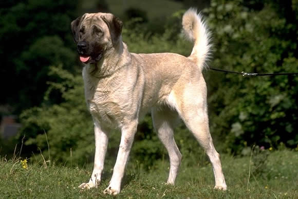 Pastore dell'Anatolia - Wild and Pet