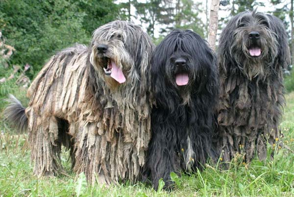 Pastore Bergamasco - Wild and Pet