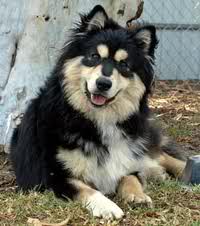 Pastore Lappone - Wild and Pet