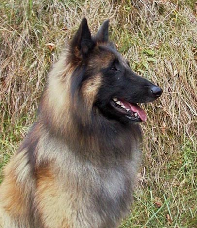 Pastore Belga - Wild and Pet