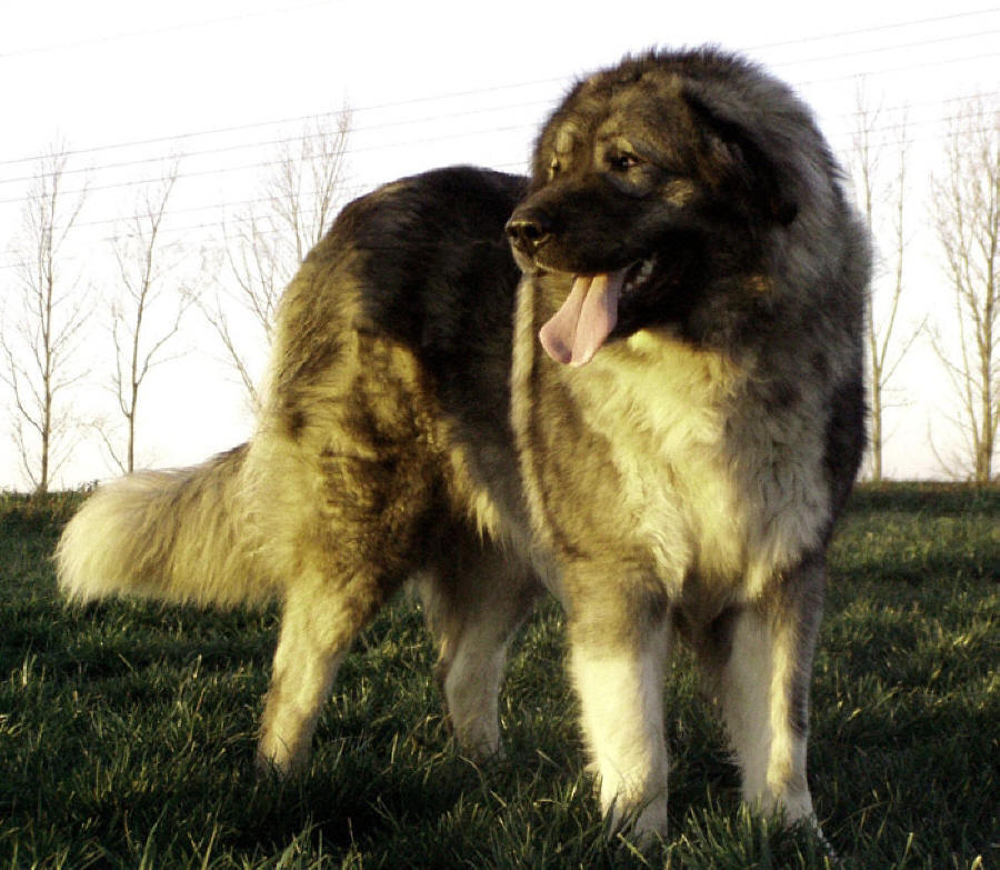 Pastore del Caucaso - Wild and Pet