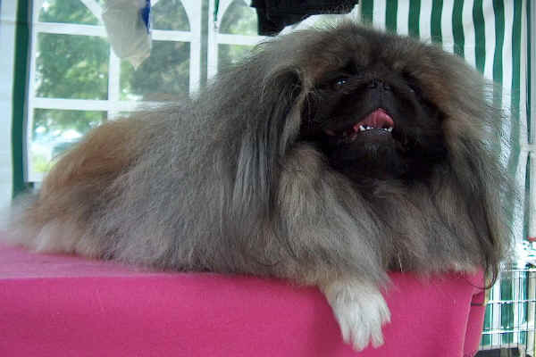 Pechinese - Wild and Pet