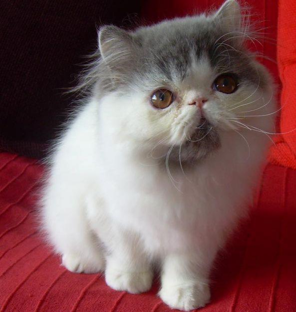 Persiano - Wild and Pet