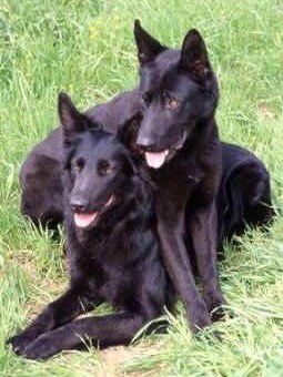 Pastore Italiano - Wild and Pet