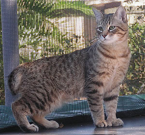 Pixiebob - Wild and Pet