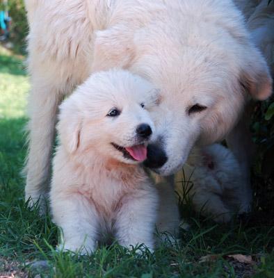 Pastore Maremmano Abruzzese - Wild and Pet