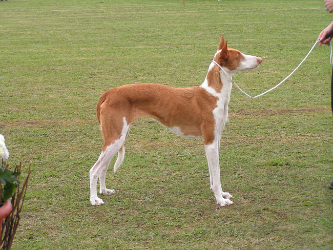Podenco Ibicenco - Wild and Pet