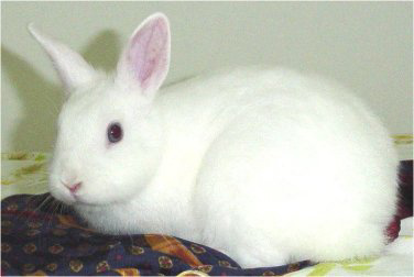 Polacco - Wild and Pet