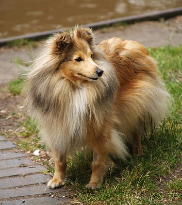 Pastore delle Shetland - Wild and Pet