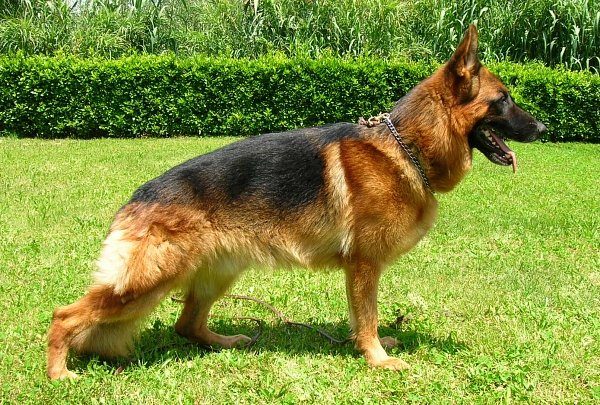 Pastore Tedesco - Wild and Pet 