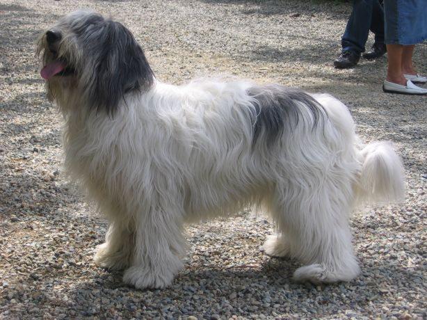 Pastore di Vallée - Wild and Pet