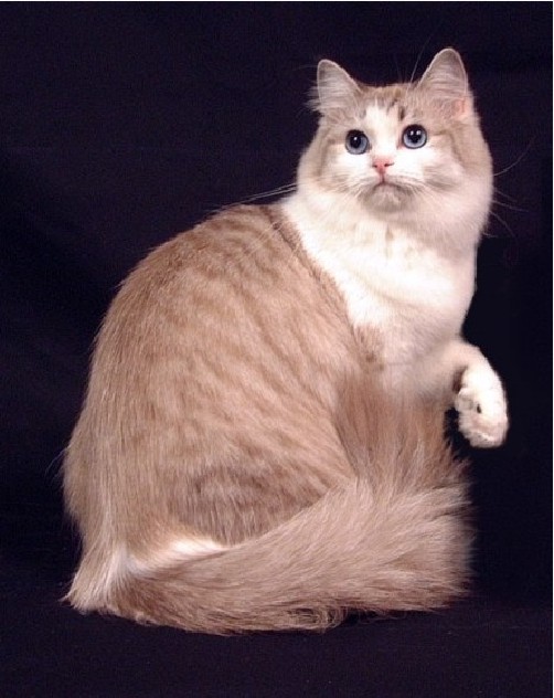 Ragamuffin - Wild and Pet