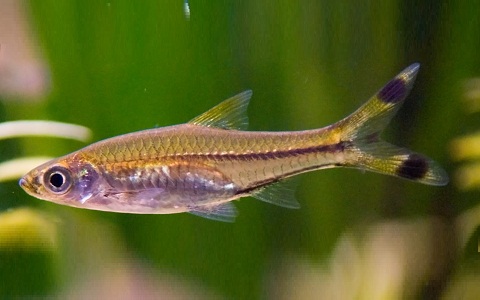 Rasbora trilineata - Wild and Pet