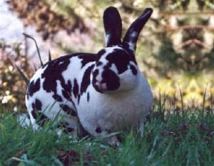 Mini Rex - Wild and Pet