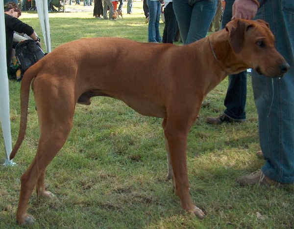 Rhodesian Ridgeback - Wild and Pet