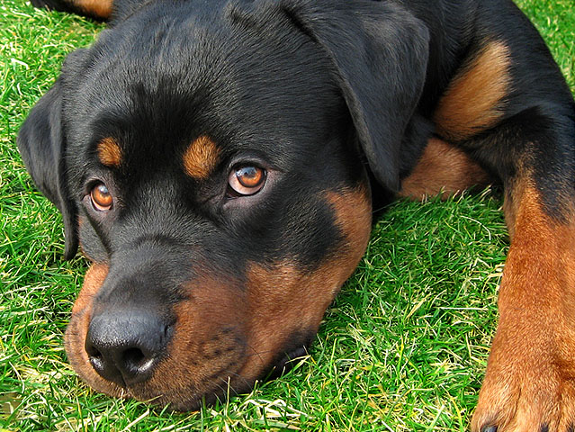 Rottweiler - Wild and Pet