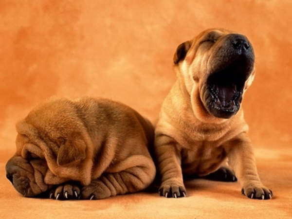 Shar-pei - Wild and Pet