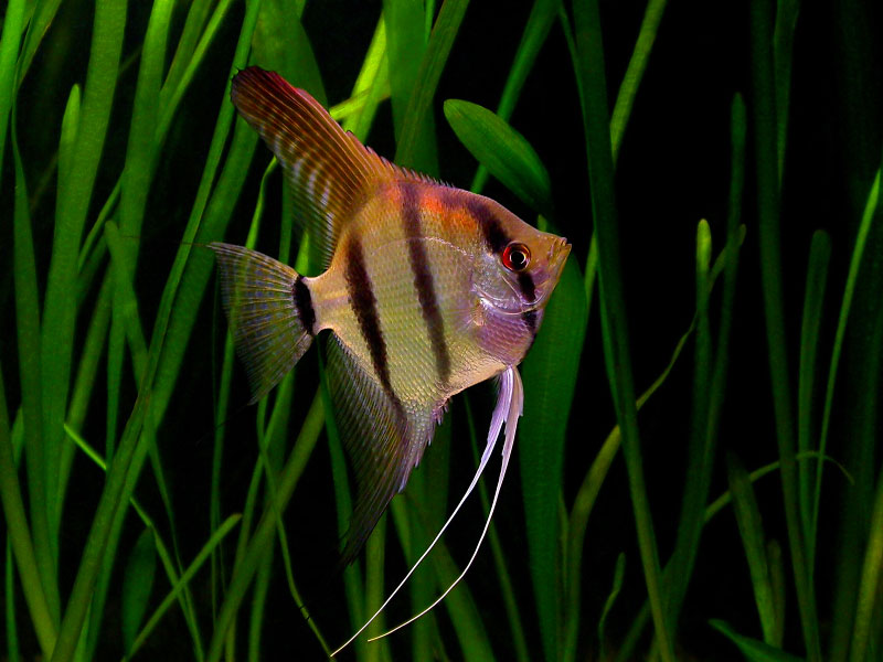 Scalare (Pterophyllum scalare) - Wild and Pet