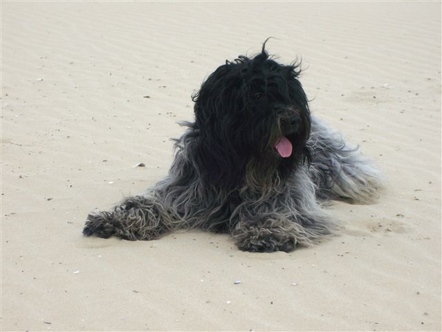 Schapendoes - Wild and Pet