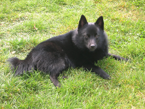 Schipperkee - Wild and Pet