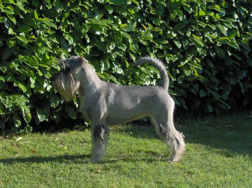 Schnauzer Medio - Wild and Pet