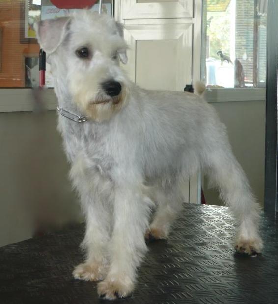 Schnauzer Nano - Wild and Pet