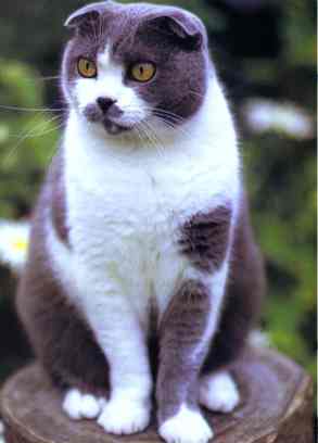 Scottish Fold - Wild and Pet