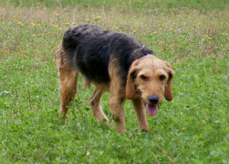 Segugio Italiano - Wild and Pet