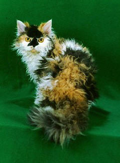 Selkirk Rex - Wild and Pet
