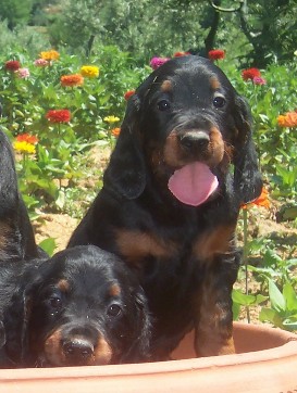 Setter Gordon - Wild and Pet