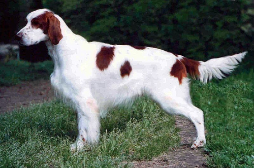 Setter Irlandese Rosso e Bianco - Wild and Pet