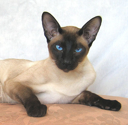 Siamese - Wild and Pet