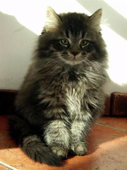 Siberiano - Wild and Pet