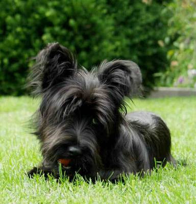 Skye Terrier - Wild and Pet