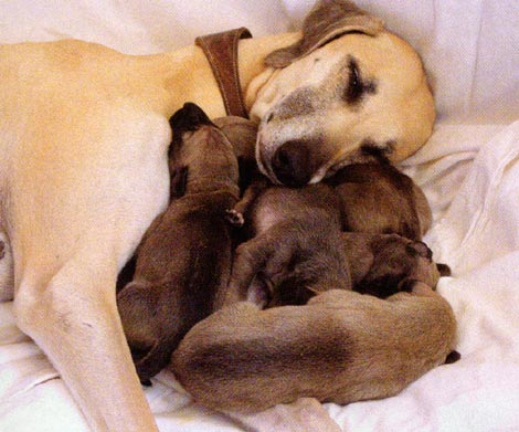 Sloughi - Wild and Pet