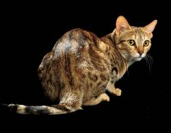 Sokoke - Wild and Pet