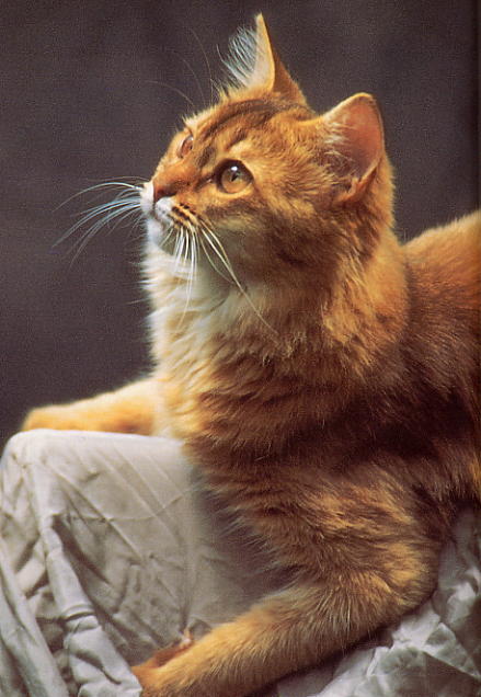 Somalo - Wild and Pet