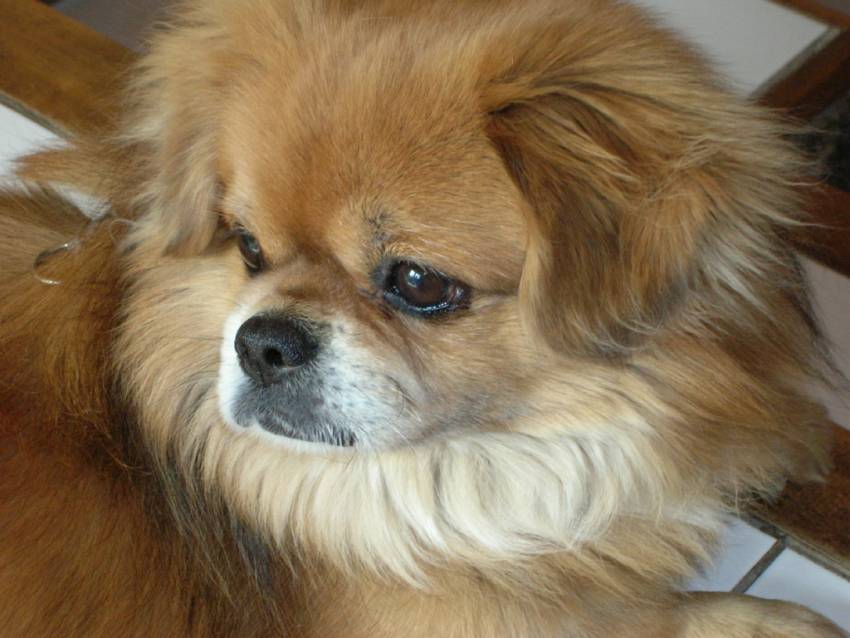 Spaniel Tibetano - Wild and Pet