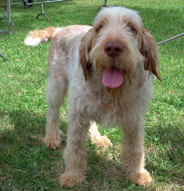 Spinone Italiano - Wild and Pet