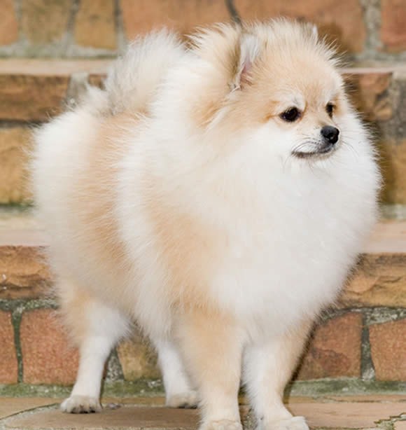 Spitz Tedesco - Wild and Pet