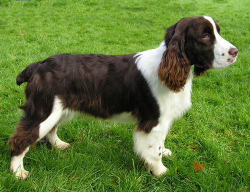 Springer Spaniel - Wild and Pet