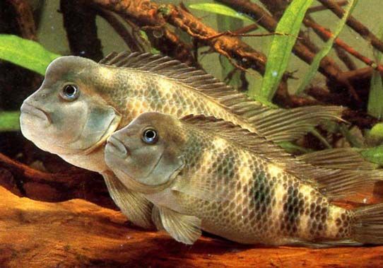 Steatocranus casuarius - Wild and Pet