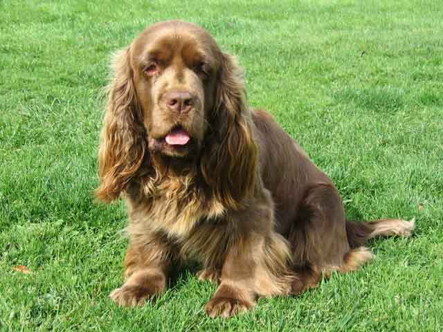 Sussex Spaniel - Wild and Pet