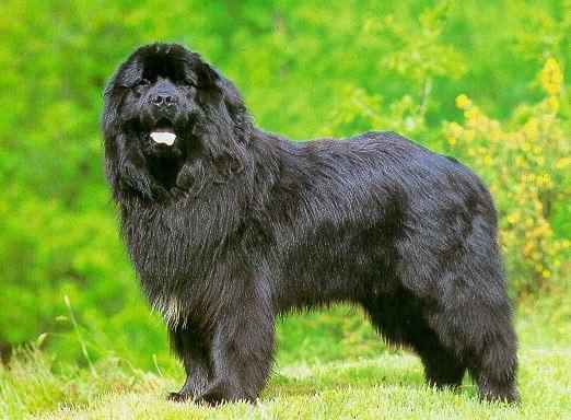 Terranova - Wild and Pet