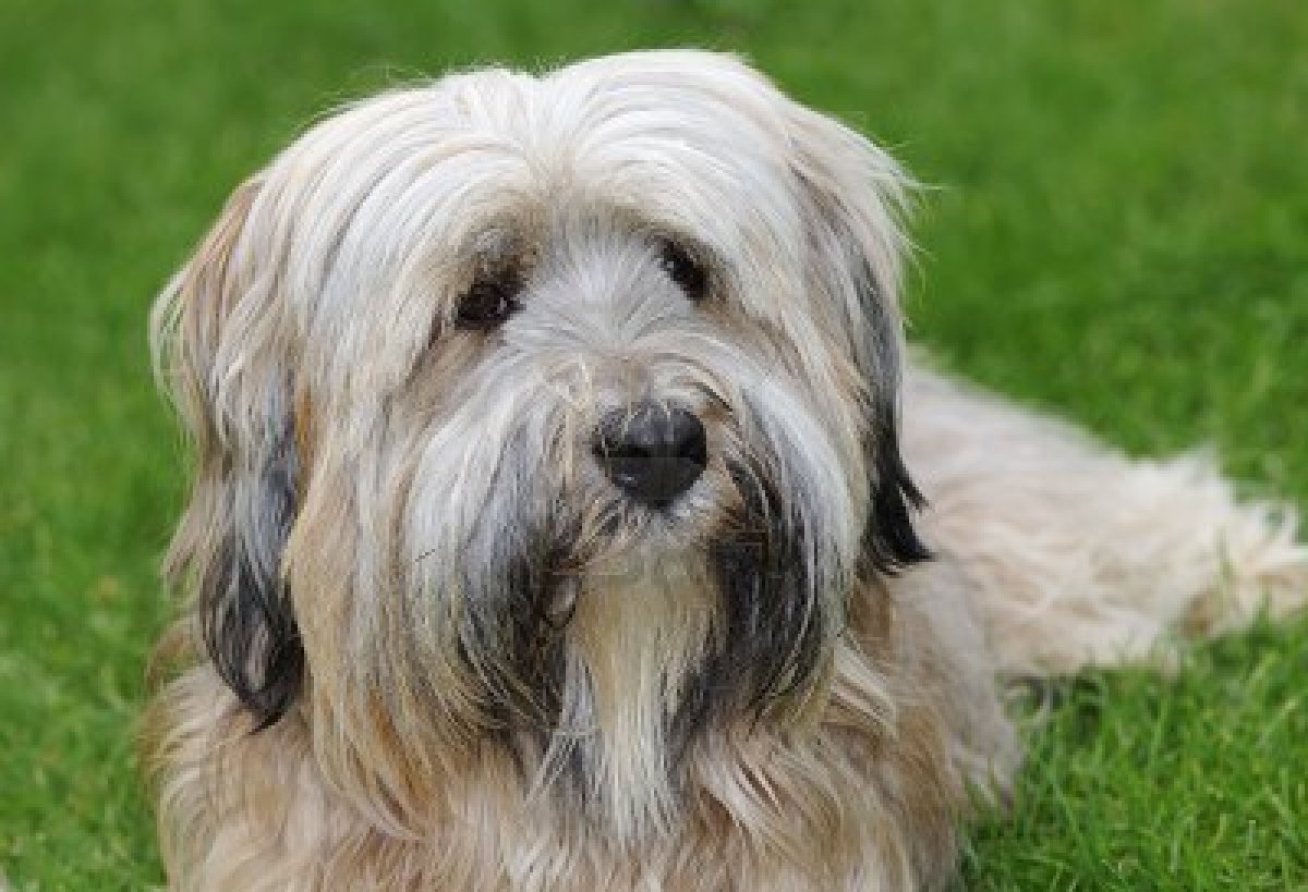 Terrier Tibetano - Wild and Pet