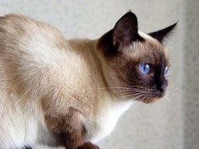 Thai, Siamese Tradizionale, Applehead - Wild and Pet