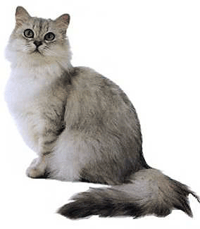 Tiffanie - Wild and Pet