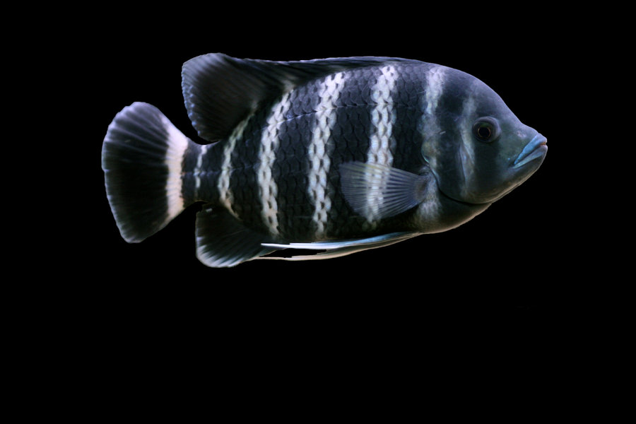 Tilapia buttikoferi - Wild and Pet